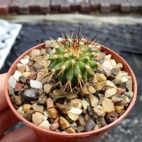 Uebelmannia meninensis RNK 049/14  CITES, not outside EU
