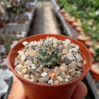 Turbinicarpus schmiedickeanus ssp. sandiensis CITES, not...