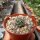 Turbinicarpus schmiedickeanus ssp. sandiensis CITES, not outside EU