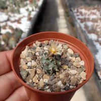 Turbinicarpus schmiedickeanus ssp. flaviflorus f....