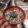 Turbinicarpus schmiedickeanus ssp. flaviflorus f. brevispinus CITES, not outside EU