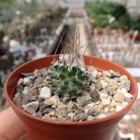 Turbinicarpus gracilis f. longispinum CITES, not outside EU