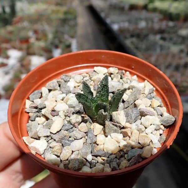Ariocarpus bravoanus ssp. hintonii PP 352  CITES, not outside EU
