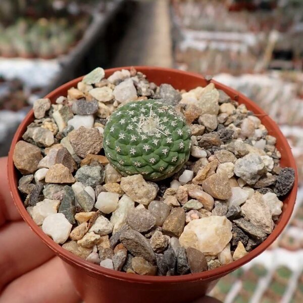 Strombocactus disciformis v. minimus VM 207  CITES
