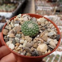 Strombocactus disciformis v. minimus VM 207  CITES