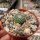 Strombocactus disciformis v. minimus VM 207  CITES