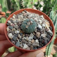 Echinocactus horizonthalonius ssp. subikii