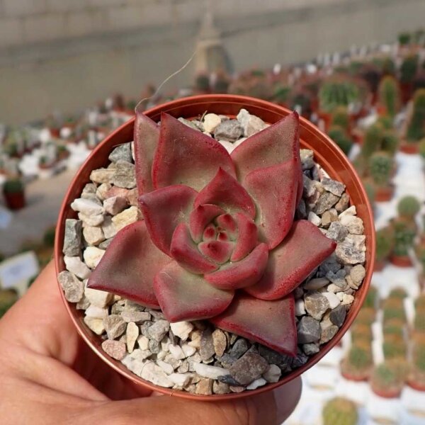 Echeveria agavoides cv. Romeo
