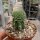Aztekium ritteri gepfr. cristata CITES, not outside EU