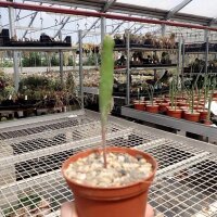 Euphorbia stenoclada-Hybr.