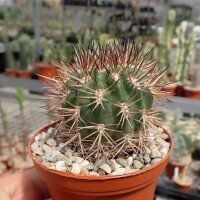 Acanthocalycium ferrarii WR 572