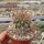 Acanthocalycium ferrarii WR 572