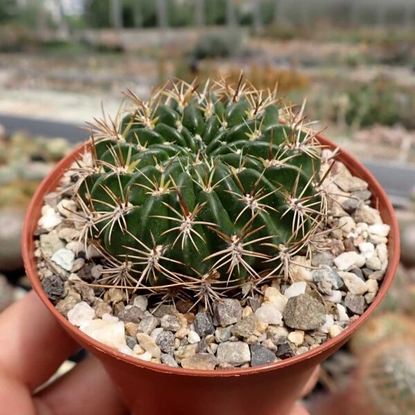 Weingartia jarmilae LH 539