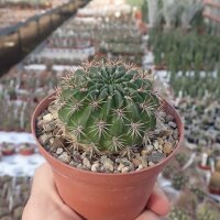 Weingartia jarmilae LH 539