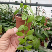 Dischidia oiantha