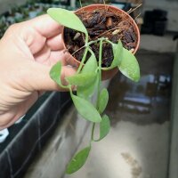 Dischidia oiantha