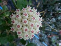 Hoya aida ALE 2
