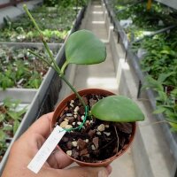 Hoya anulata