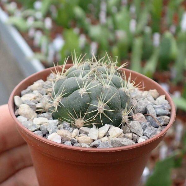 Weingartia sucrensis cv. albiflora WR 468