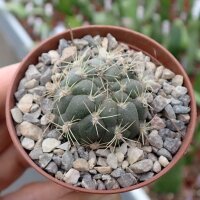 Weingartia sucrensis cv. albiflora WR 468