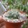 Weingartia sucrensis cv. albiflora WR 468