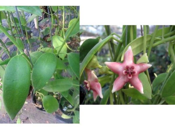 Hoya coronaria cv. Pink big flower