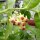 Hoya densifolia