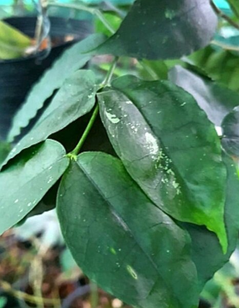 Hoya ignorata