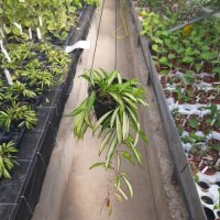 Hoya kentiana variegata