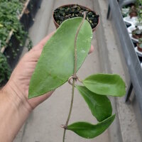 Hoya kloppenburgii