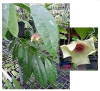 Hoya mappigera peninsular Malaysia