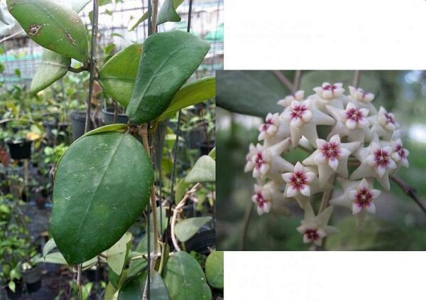 Hoya ovalifolia
