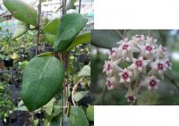 Hoya ovalifolia
