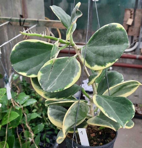 Hoya pachyclada cv. Albomarginata