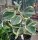 Hoya pachyclada cv. Albomarginata