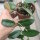 Hoya patella cv. Light Pink Flower