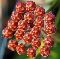 Hoya cv. Rosita (wayetii x tsangii)