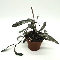 Hoya sigillatis