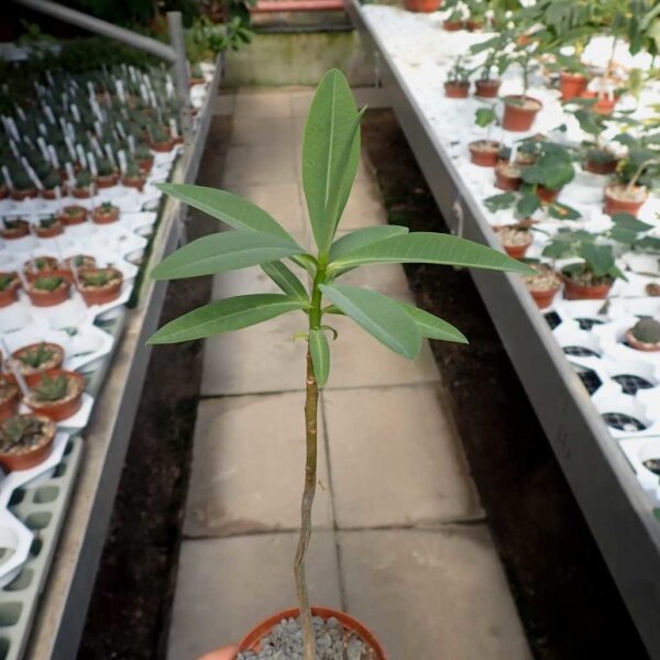 Euphorbia tanquahuete