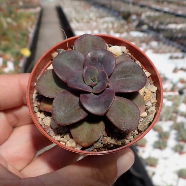 Echeveria cv. Chroma