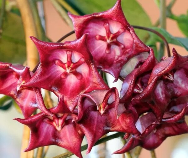 Hoya cv. Khai Muk
