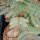 Phyllanthus mirabilis XL