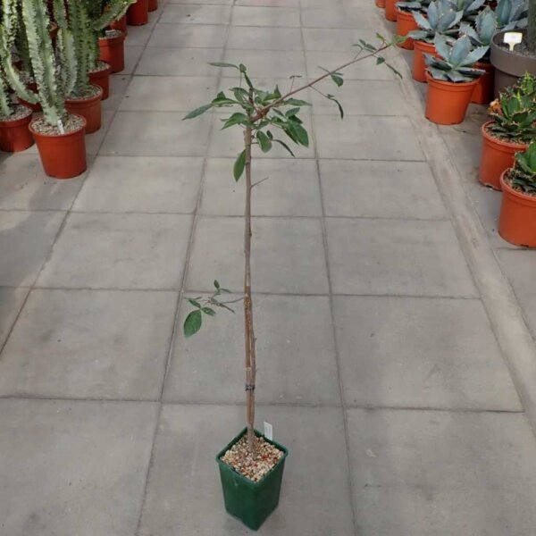 Commiphora africana SO-Afrika, Botswana, Zimbabwe, Mozambique