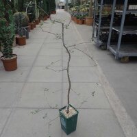 Commiphora sp. Süd-Beloha, Madagaskar