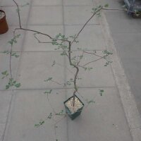 Commiphora sp. Süd-Beloha, Madagaskar