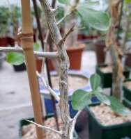 Commiphora karibensis Namibia, Botswana, Zimbabwe