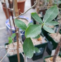 Commiphora karibensis Namibia, Botswana, Zimbabwe