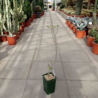 Commiphora holtziana  ssp. holtziana