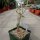 Commiphora holtziana  ssp. holtziana