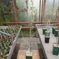 Commiphora glandulosa Namibia, Botswana, RSA, Mozambique,...